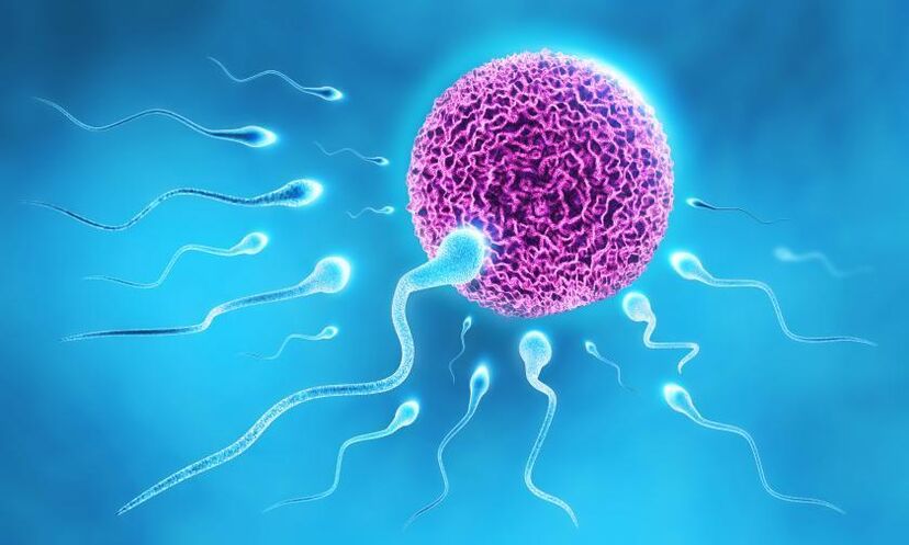 spermiumok a kenőanyag összetételében férfiaknál